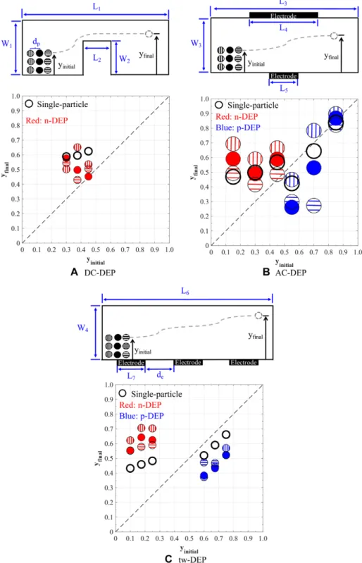 Figure 4. Effect of particle–particle interaction: (A) DC-DEP, (B) AC-DEP, (C) tw-DEP.