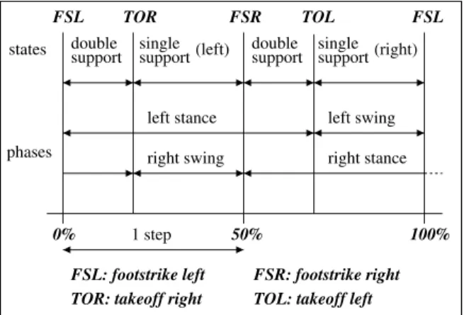 Fig. 7.6. The phases of the walking cycle [76]. c  1989 Association for Computing Machinery, Inc