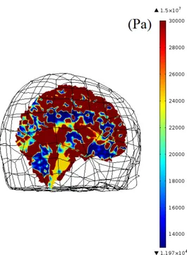 Figure 2.5: Young’s modulus (Pa) map of 3D brain model on sagittal plane.