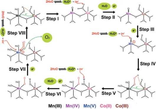 Figure  7.  Schematic representation of a likely reaction mechanism during OER and representative surface species over the m-LiMn 2−x Co x O 4 electrocatalyst.