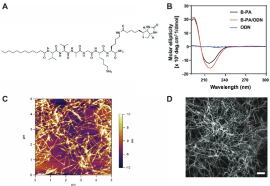 Figure 1.  Structural characterization of PA/ODN nanostructures. A) Chemical representation of B-PA (Lauryl-VVAGKK (Bio)-Am)