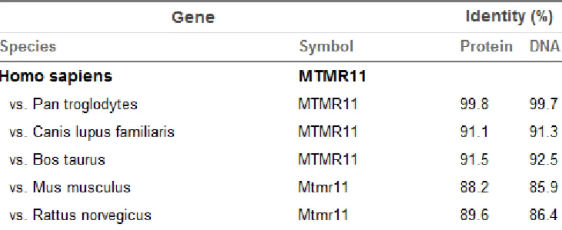 Table 4.2.1: Orthologs of human MTMR11 and multiple alignment pair-wise similarity scores  between MTMR11 protein and DNA sequences of different species.