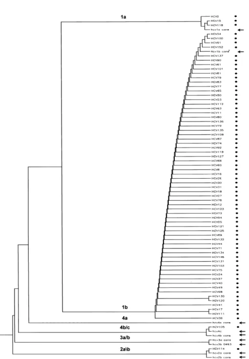 Fig. 1. Phylogenetic tree of the 5 0 UTR sequences from 70 isolates (filled circles) of HCV from Turkey