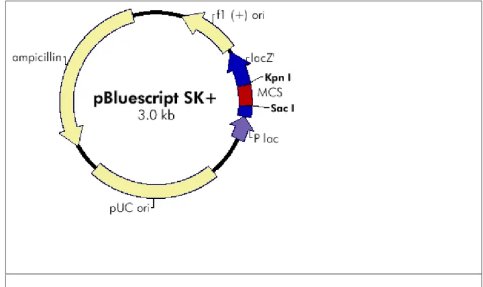 Figure 2) The map of pBluescript cloning vector. It contains lacZ gene and suitable for α- α-complementation