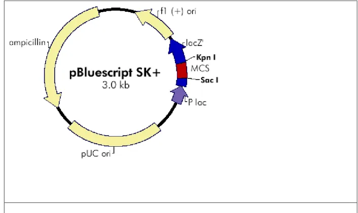 Figure 2) The map of pBluescript cloning vector. It contains lacZ gene and suitable for α- α-complementation