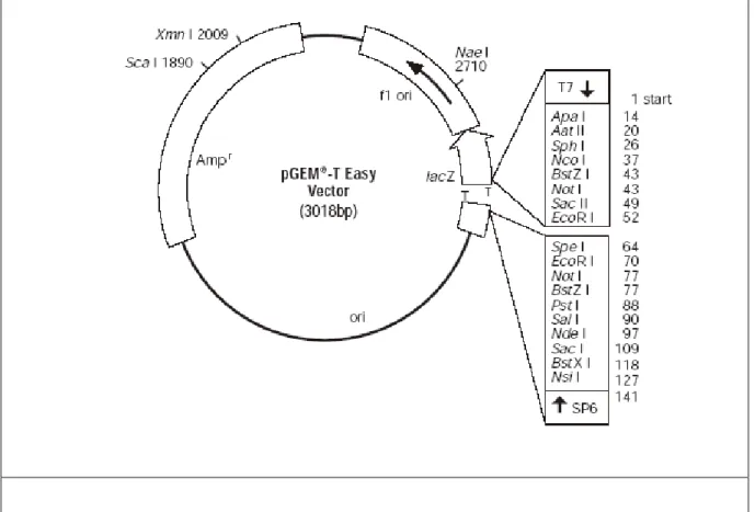 Figure 4) pGEM®-T Easy Vector circle map. It contains lacZ gene and suitable for α- α-complementation 