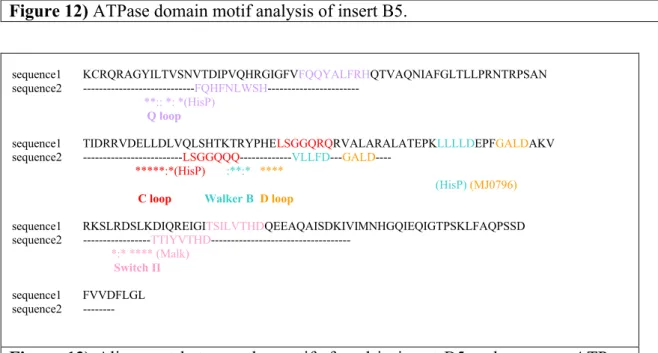 Figure 12) ATPase domain motif analysis of insert B5.  