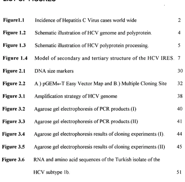Figure 2.1  DNA size markers  30