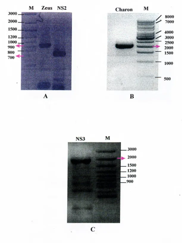 Figure 3.2:  Agarose gel  electrophoresis  o f PCR products.  DNA  size  marker in  Panel  A and C is  100 bp DNA ladder Plus (MBI),  DNA size marker in Panel  B  is  1  kb  DNA  ladder (MBI).