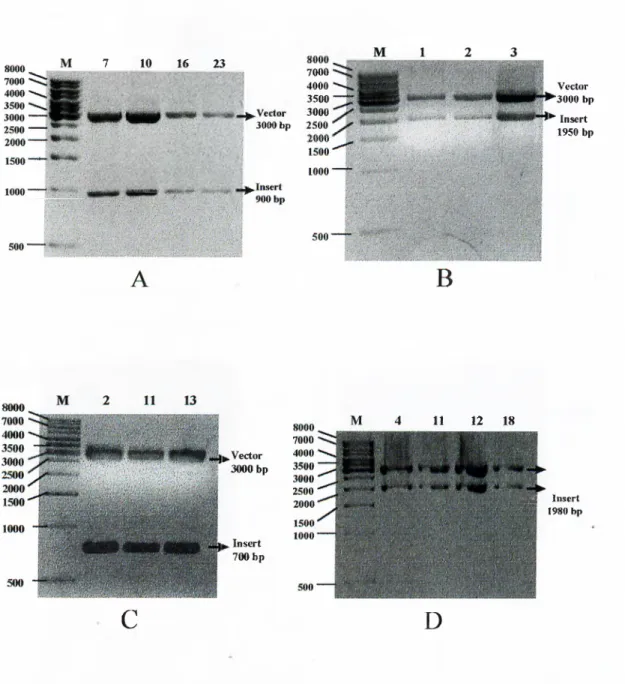 Figure  3.4:  Agarose  gel  electrophoresis  results  o f   restriction  enzyme  digestion  o f  selected  colonies