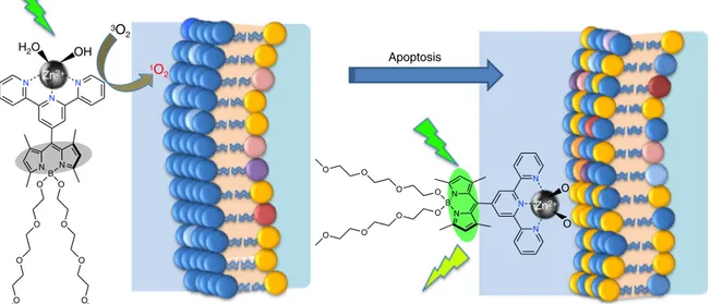 Fig. 5 T-1 induces apoptosis and then switches to diagnostic mode and ﬂuorescently tags apoptotic cells