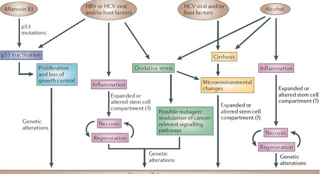 Figure 1.1: Mechanisms of Hepatocarcinogenesis for different risk factors.  Commonalities are shown in the same color  (Farazi and DePinho, 2006) 