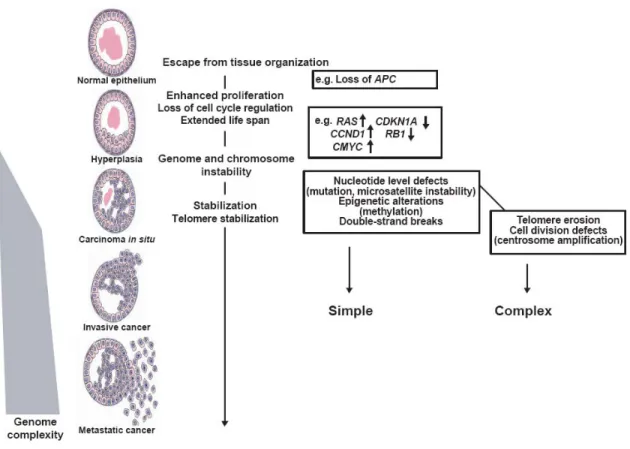 Figure 1.2: Chromosomal evolution in human solid tumor progression: Cells may begin to proliferate excessively  owing to loss of tissue architecture, abrogation of checkpoints and other factors