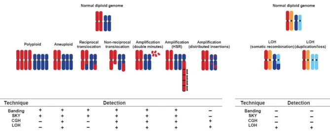 Figure 1.3: Mechanisms by which chromosomal aberrations result in aneuploidy and common techniques used in  detection (Albertson et al