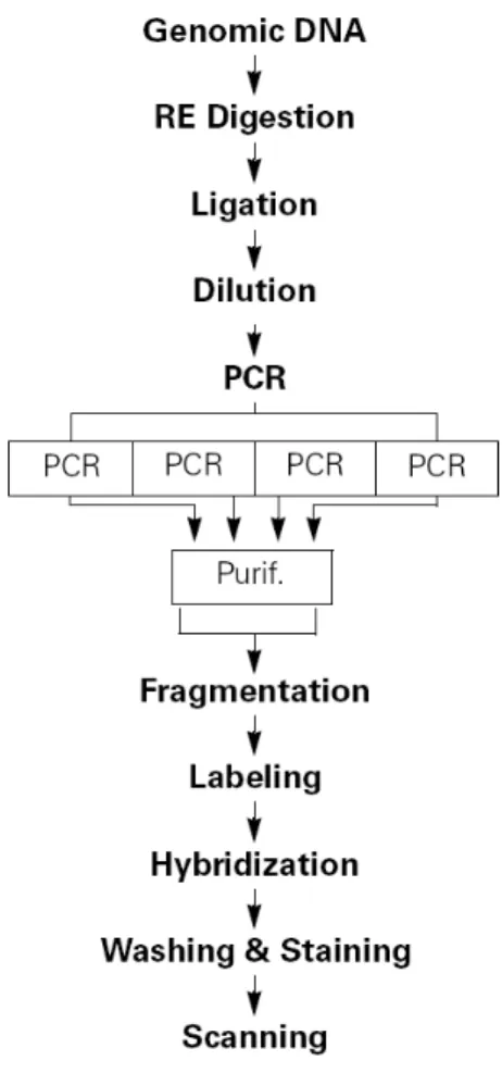 Figure 3.1: Outline of SNP microarray assay.  