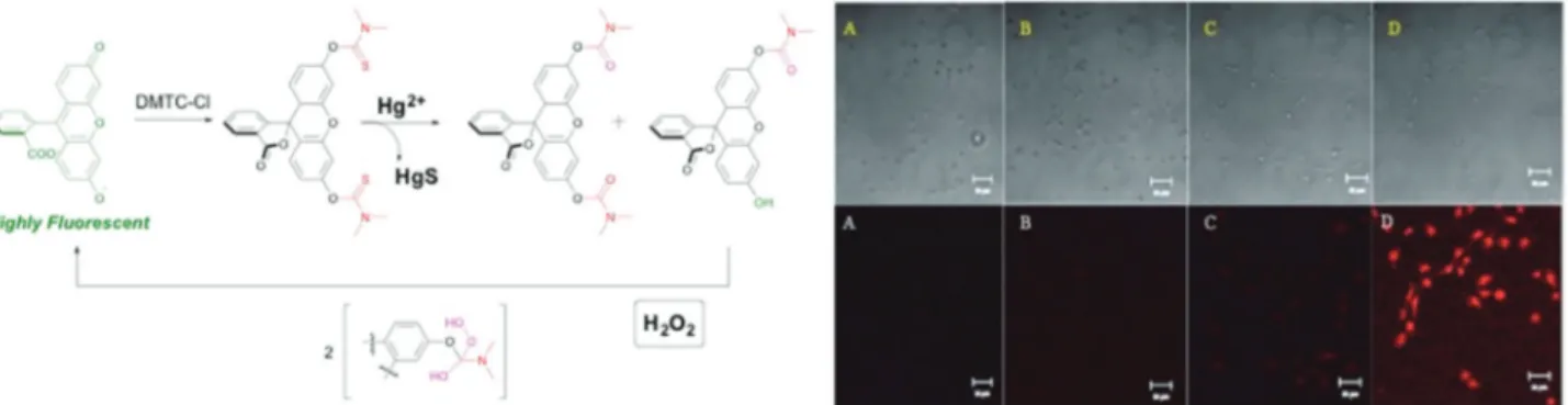 Fig. 16 Two OR logic gates generated through light and hydrogen peroxide mediated CO release