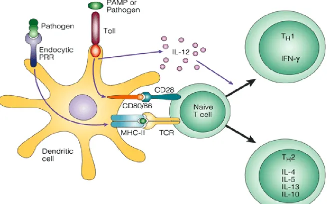 Figure 1.1: Recognition of PAMPs by TLRs on APCs induce T cell response [11]. 