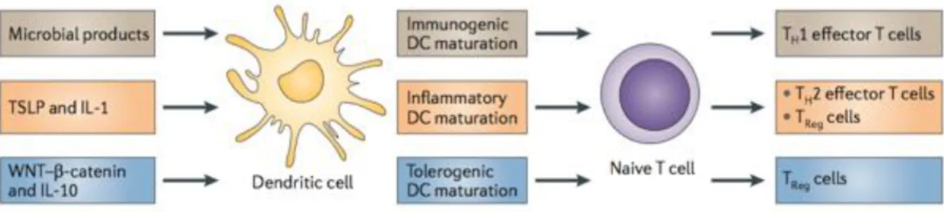Figure 1.2: Different types of dendritic cell maturation stimulates different types of T cells  [17]