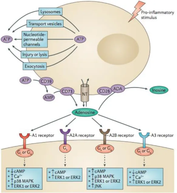 Figure 1.3: An example of adenosine receptor signaling [28]. 