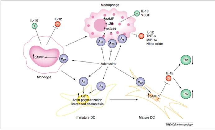 Figure  1.4:  Adenosine  regulate  APC  functions  through  altering  intracellular  cAMP  level  [57]