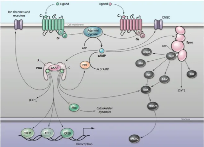 Figure 1.5: Summary of cAMP signaling pathway [69]. 