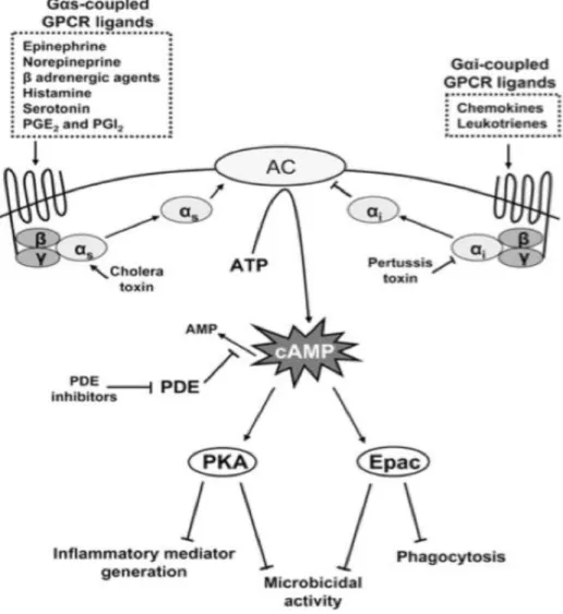 Figure 1.6: Antimicrobial functions differentially regulated by particular cAMP effectors  [91]