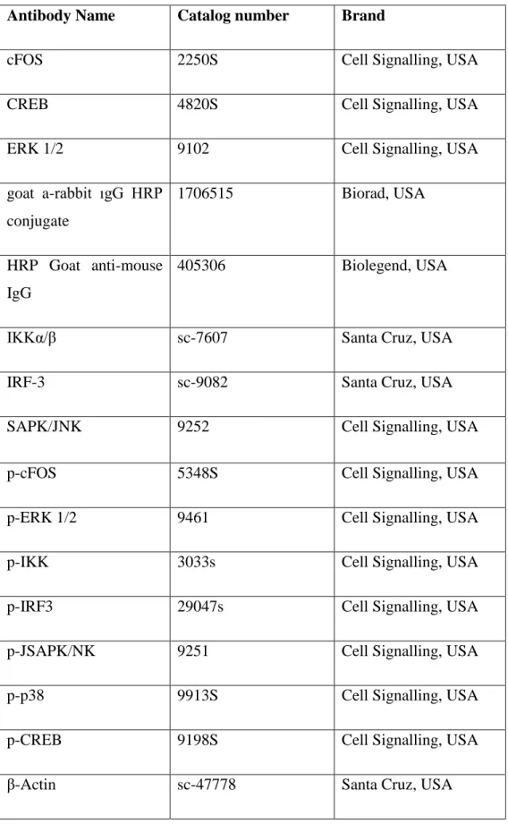 Table 2.3: Western Blot antibodies 