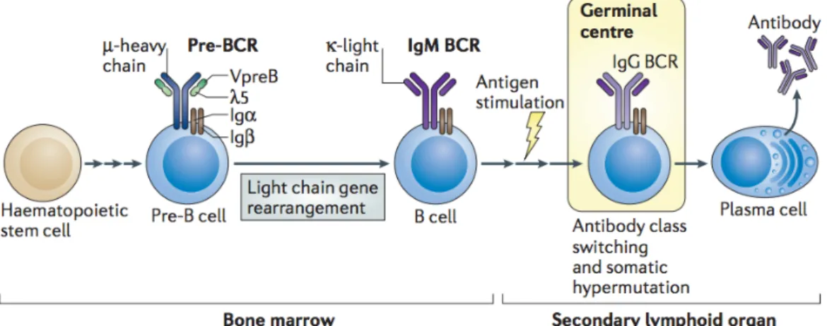 Figure 1.1: The generation and maturation of B cells. [10] 