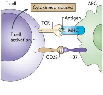 Figure 1.2: The interaction between T cell and APC during T cell activation. [18] 