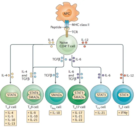 Figure 1.3: CD4+ T cell subsets and their functions in adaptive immunity.[22]  
