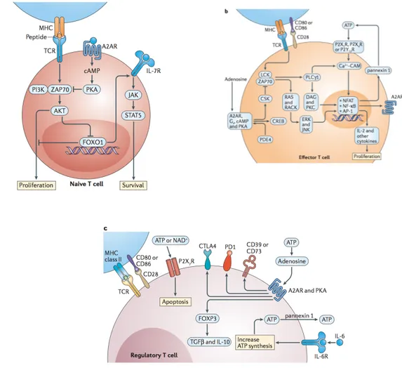 Figure  1.4:  Purinergic  signaling  mechanism  in  a)  Naïve  T  cells,  b)  Effector  T  cells                             c) Regulatory T cells [47] 