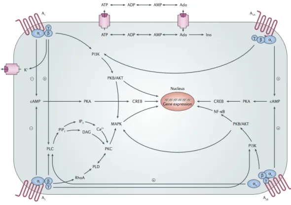 Figure 1.6: The interaction between adenosine receptors in cellular mechanism [48] 