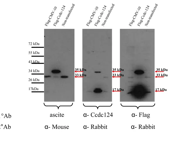 Figure  4.3:  Western  Blot  showing  antigen  recognition  capacity  of  ascites  fluid  (H2)  as  a  candidate  polyclonal  antibody