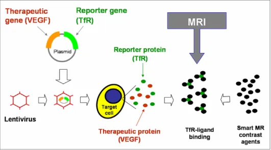 Fig. 3. Dual gene-carrying plasmid is constructed within a lentiviral vector, which thus expresses simultaneously an MR imaging reporter, the (TfR), and a therapeutic protein, the VEGF, at the target cell