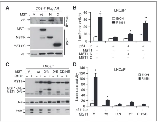 Figure 2. Caspase cleavage- cleavage-deficient MST1 is a potent AR inhibitor. A, AR binding domains on MST1
