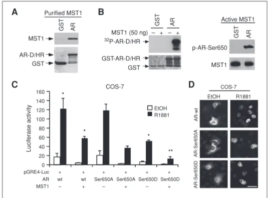 Figure 3. Purified recombinant MST1 binds and phosphorylates GST-AR-D/HR fragment at Ser650