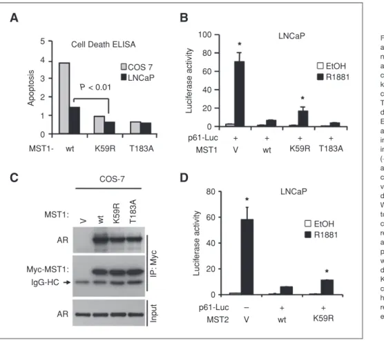 Figure 4. The kinase and apoptotic functions of MST1 are not involved in AR inhibition