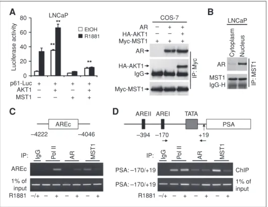 Figure 5. MST1 antagonizes AKT-mediated AR activation and localizes to AR –chromatin complexes