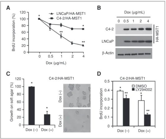 Figure 6. Enforced MST1 expression suppresses prostate tumor cell growth in monolayer culture and colony formation on soft agar