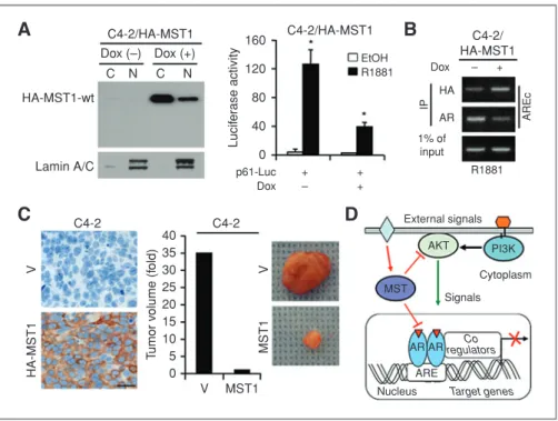 Figure 7. Enforced MST1 expression suppresses PCa xenografts. A, left, WB analysis of ectopically expressed HA-MST1 in cytoplasmic and nuclear cell fractions obtained from C4-2/HA-MST1 cells treated with Dox () or Dox (þ)