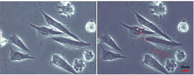 Fig. 3. Sub-cellular surgery on fixed Saos-2 cells: (a) before and (b) after ablation with the femtosecond fiber laser