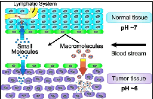Figure  1.16.  Schematic  representation  of  the  anatomical  and  physiological  characteristics of normal and tumor tissue with respect to the vascular permeability and  retention  of  small  and  large  molecules  (EPR  effect)