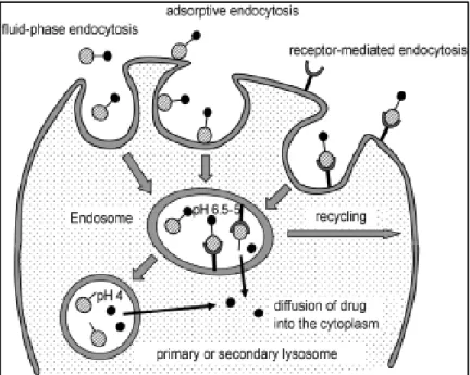 Figure  1.17.  Endocytotic  pathway  for  the  cellular  uptake  of  macromolecules  and  nanocarriers for drug delivery