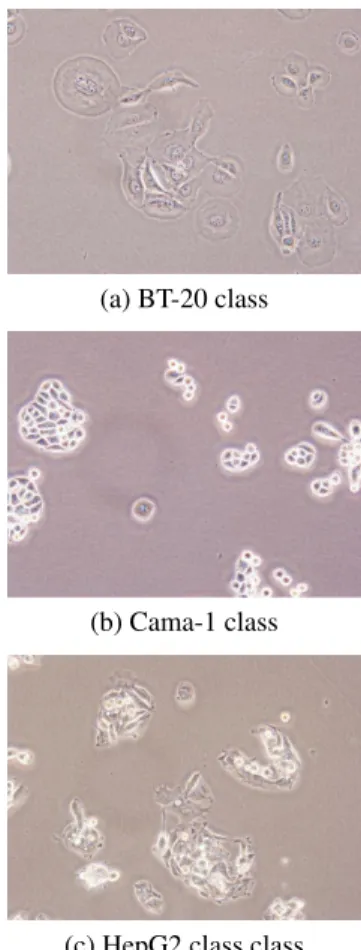 Fig. 1. Examples of the image classes used in our experi- experi-ments.