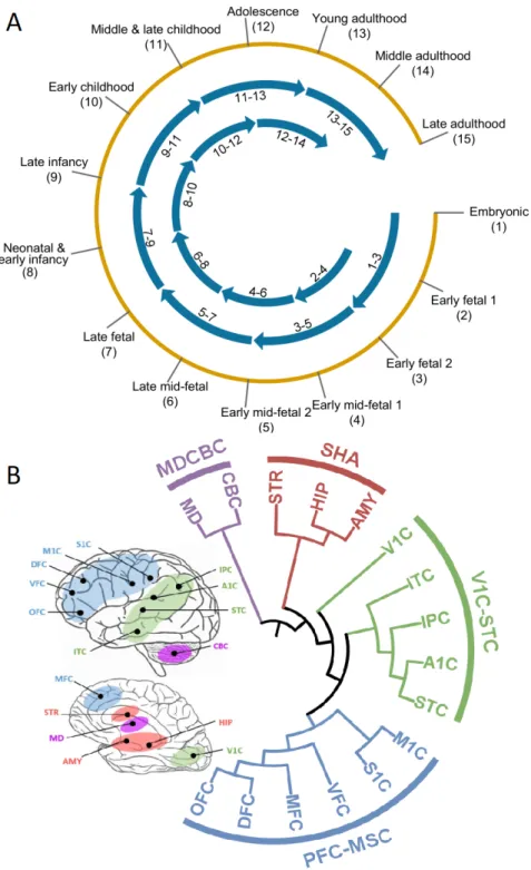 Figure 5.4: Neuroevelopmental windows (A) and brain regions clusters (B) used for generating co-expression networks from Brainspan RNA-Seq dataset