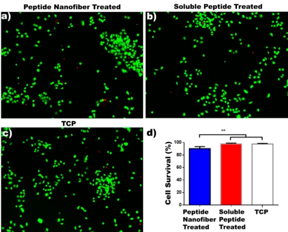 Figure 3. Fluorescent images of HUVECs with peptide nanoﬁbers (a), with soluble peptides (b), and without any peptide treatment (tissue culture plate control) (c) after 24 h of incubation using live/dead assay