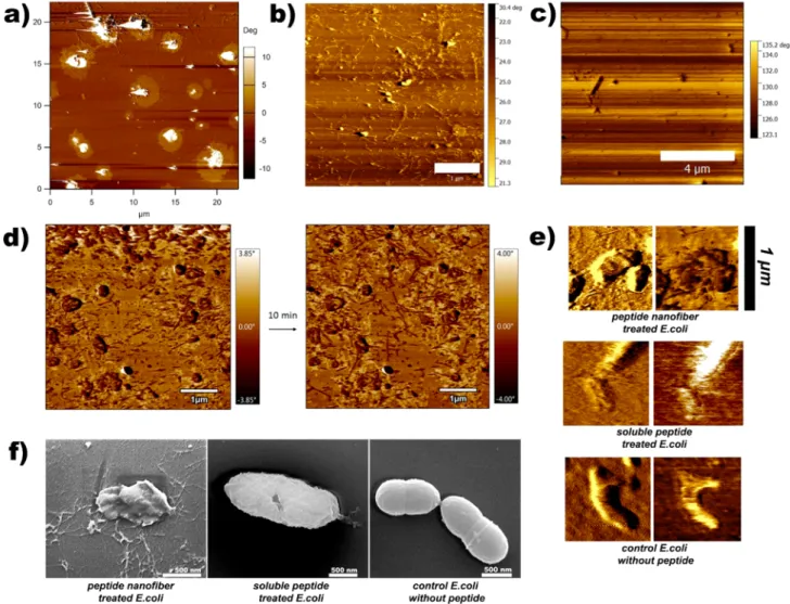 Figure 5. Cell membrane disruption induced by antibacterial peptides. Atomic force microscopy images were obtained in water under tapping mode.