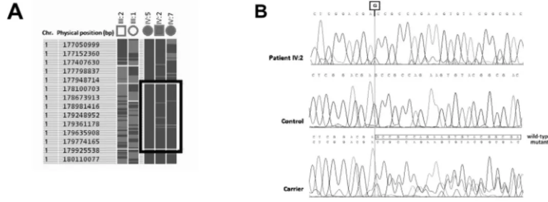 Fig. 4. Homozygosity mapping and mutation analysis. (A) Representation of homozygosity mapping data
