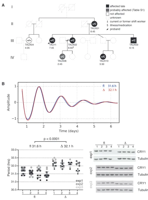 Figure 4. Effect of the CRY1 Mutation on Human Sleep Timing and Clock Oscillation (A) Segregation of the CRY1 c.1657+3A&gt;C allele with delayed sleep in the proband’s family