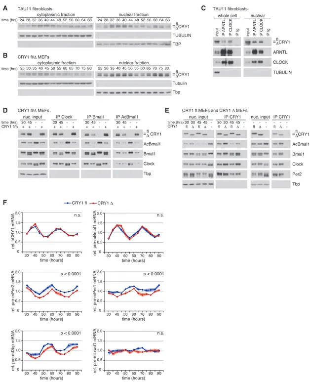 Figure 6. Exon 11 Deletion Enhances CRY1 Function in the Molecular Circadian Clock